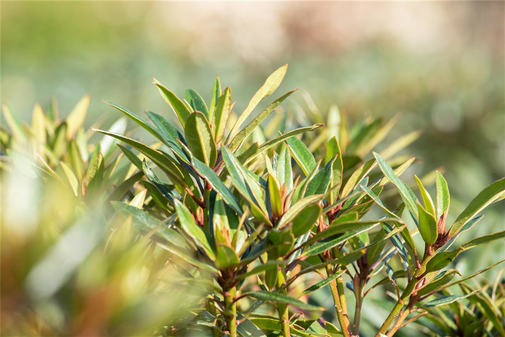 Pontischer Rhododendron 'Graziella' - Hecke