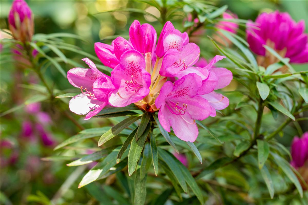 Pontischer Rhododendron 'Graziella' - Hecke