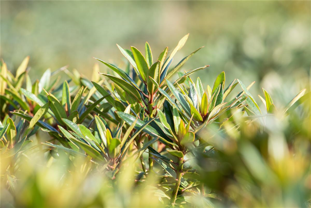 Pontischer Rhododendron 'Graziella' - Hecke