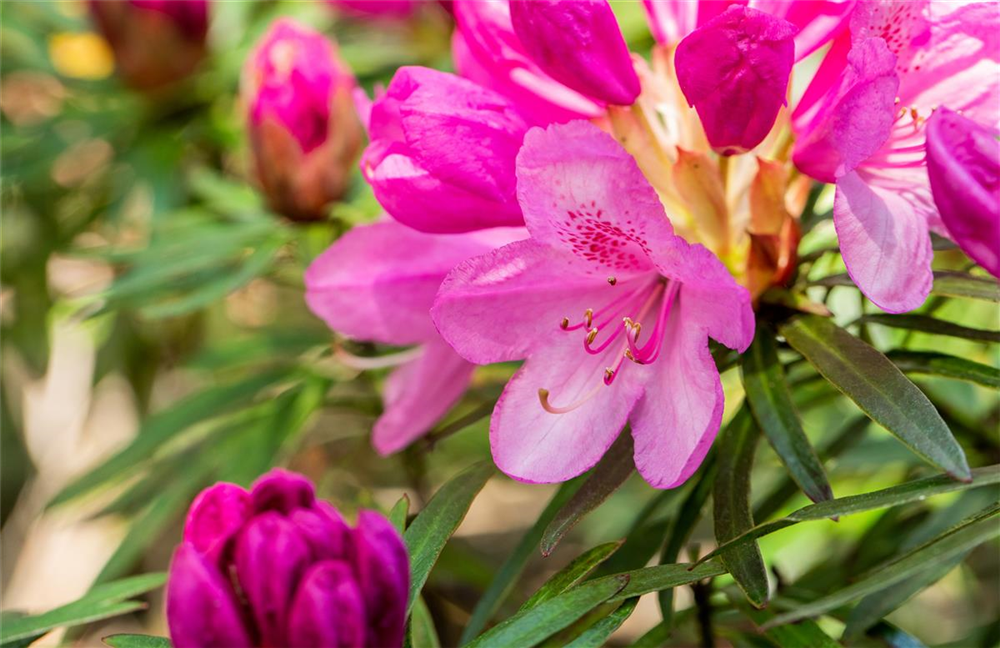 Pontischer Rhododendron 'Graziella' - Hecke