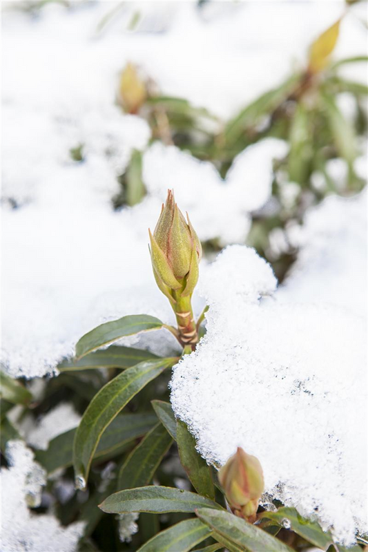 Pontischer Rhododendron 'Graziella' - Hecke