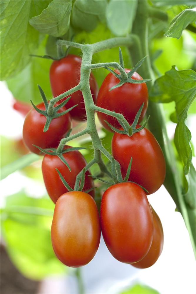 Tomatensamen 'Ravello F1'