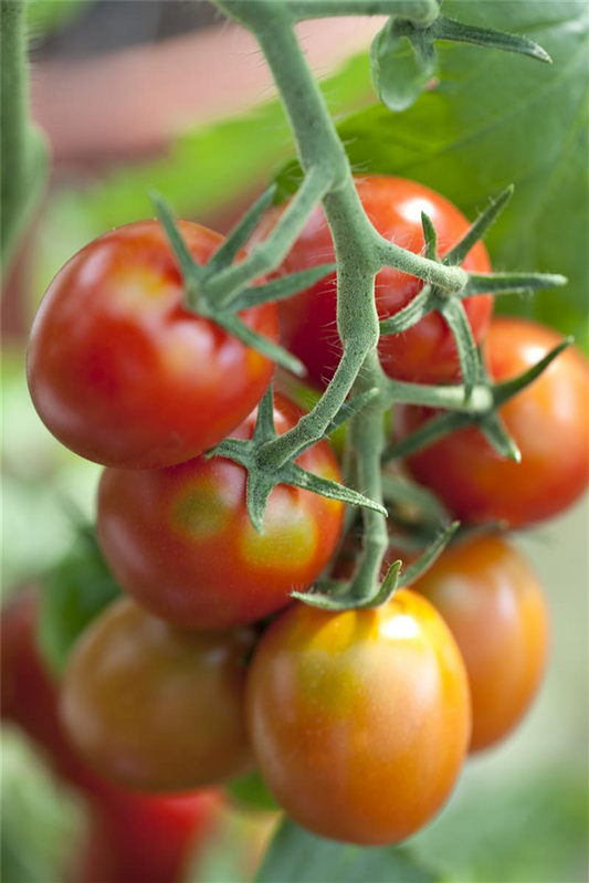 Tomatensamen 'Ravello F1'