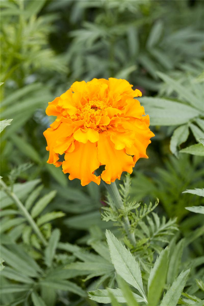 Tagetessamen 'Hohe Mischung'