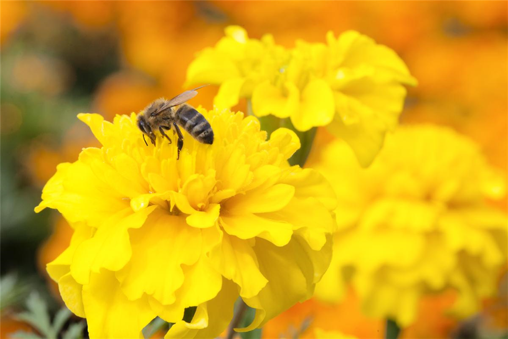 Bienenweide-Samen