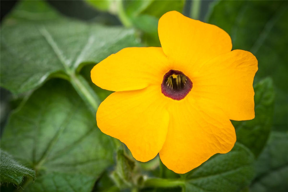 Schwarzäugige Susanne-Samen