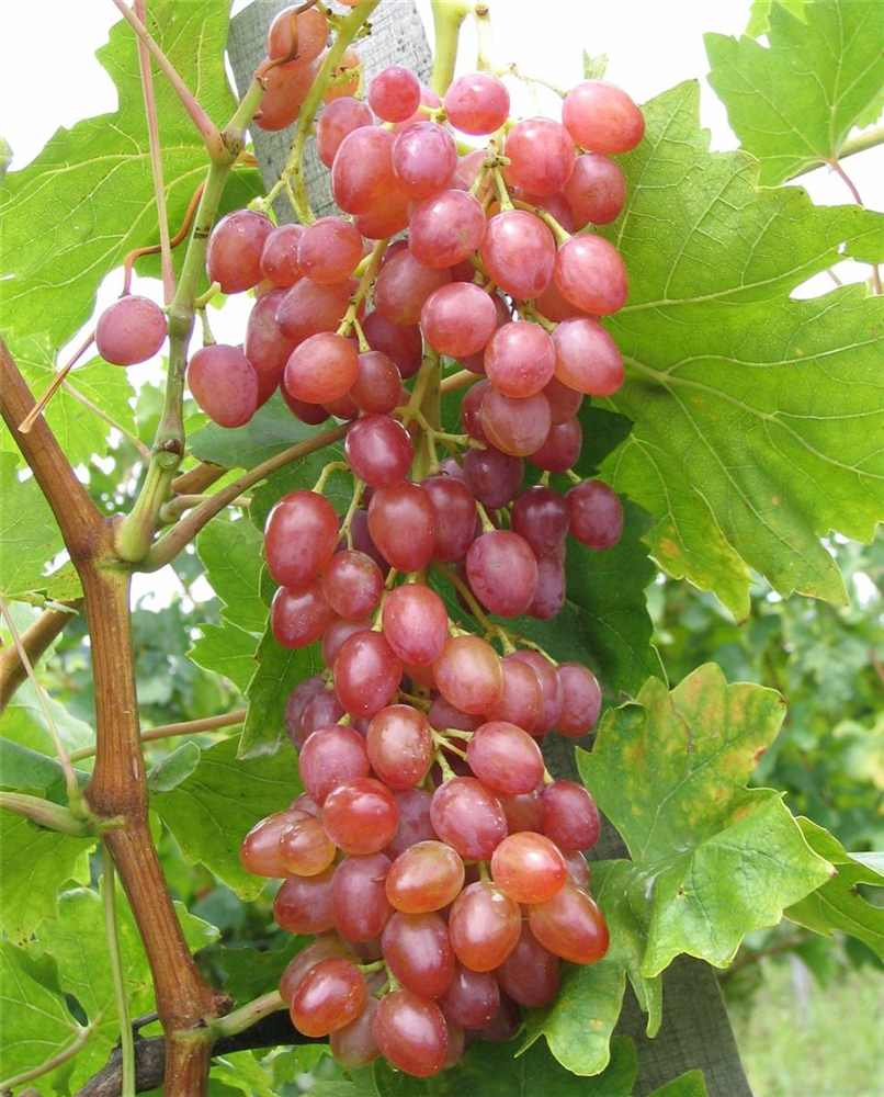 Weinrebe 'Suffolk Red'