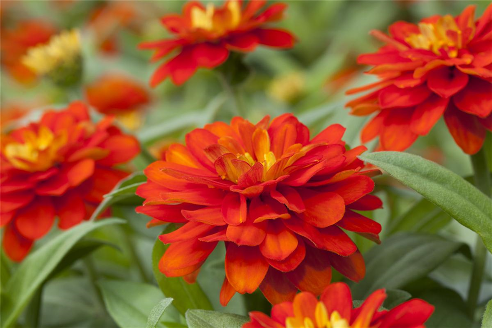 Haage-Zinnie 'Profusion'