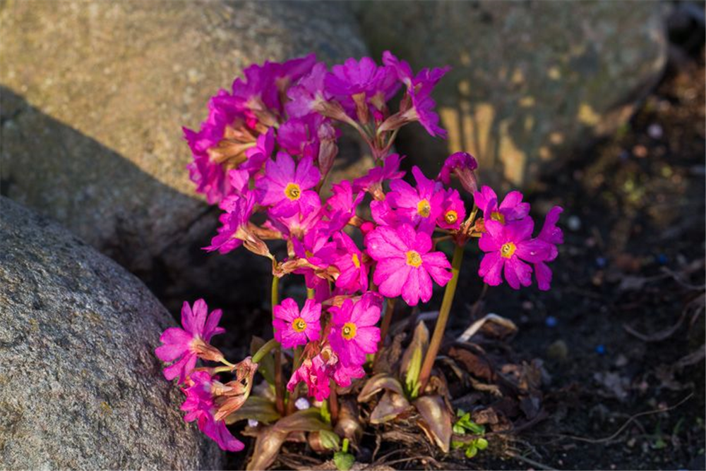 Garten-Rosen-Schlüsselblume 'Gigas'