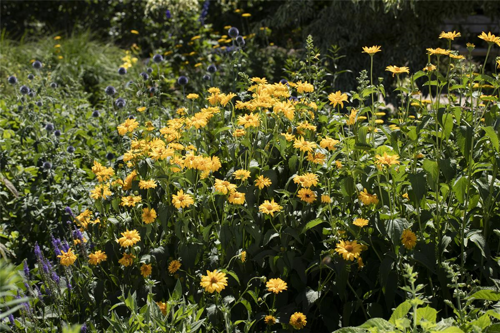 Garten-Stauden-Sonnenblume 'Meteor'