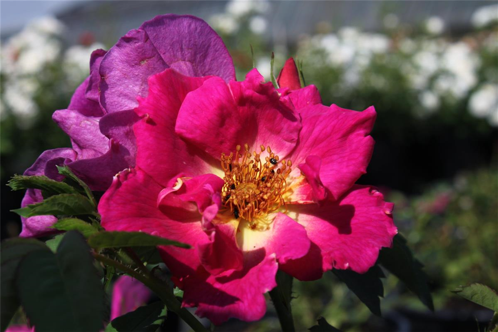 Bodendeckerrose 'Weg der Sinne'®