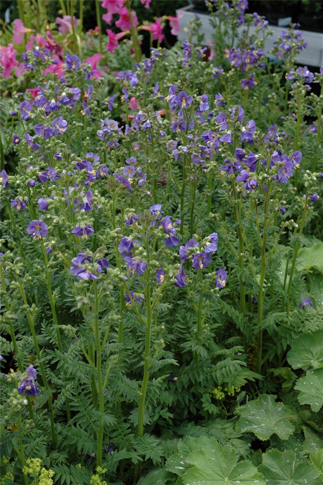 Blaublühende Jakobsleiter