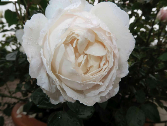 Englische Rose 'Desdemona'®