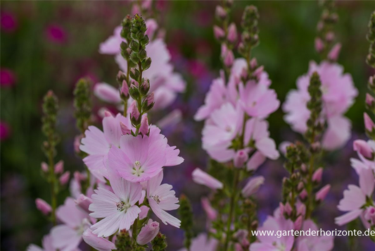 Garten-Schmuckmalve 'Elsie Heugh'