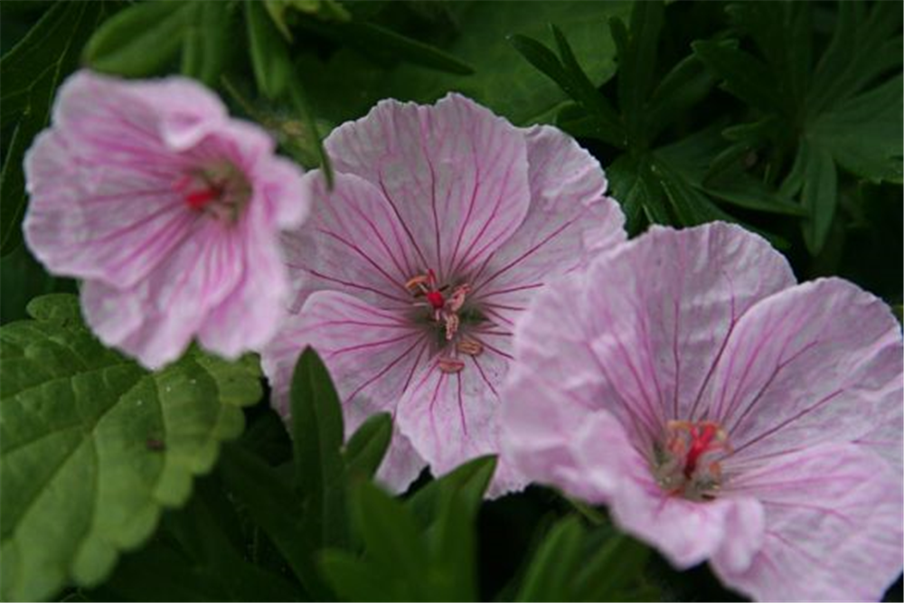 Garten-Blut-Storchschnabel 'Vision Light Pink'