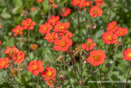 Garten-Nelkenwurz 'Borisii'