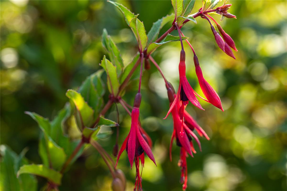 Garten-Fuchsie