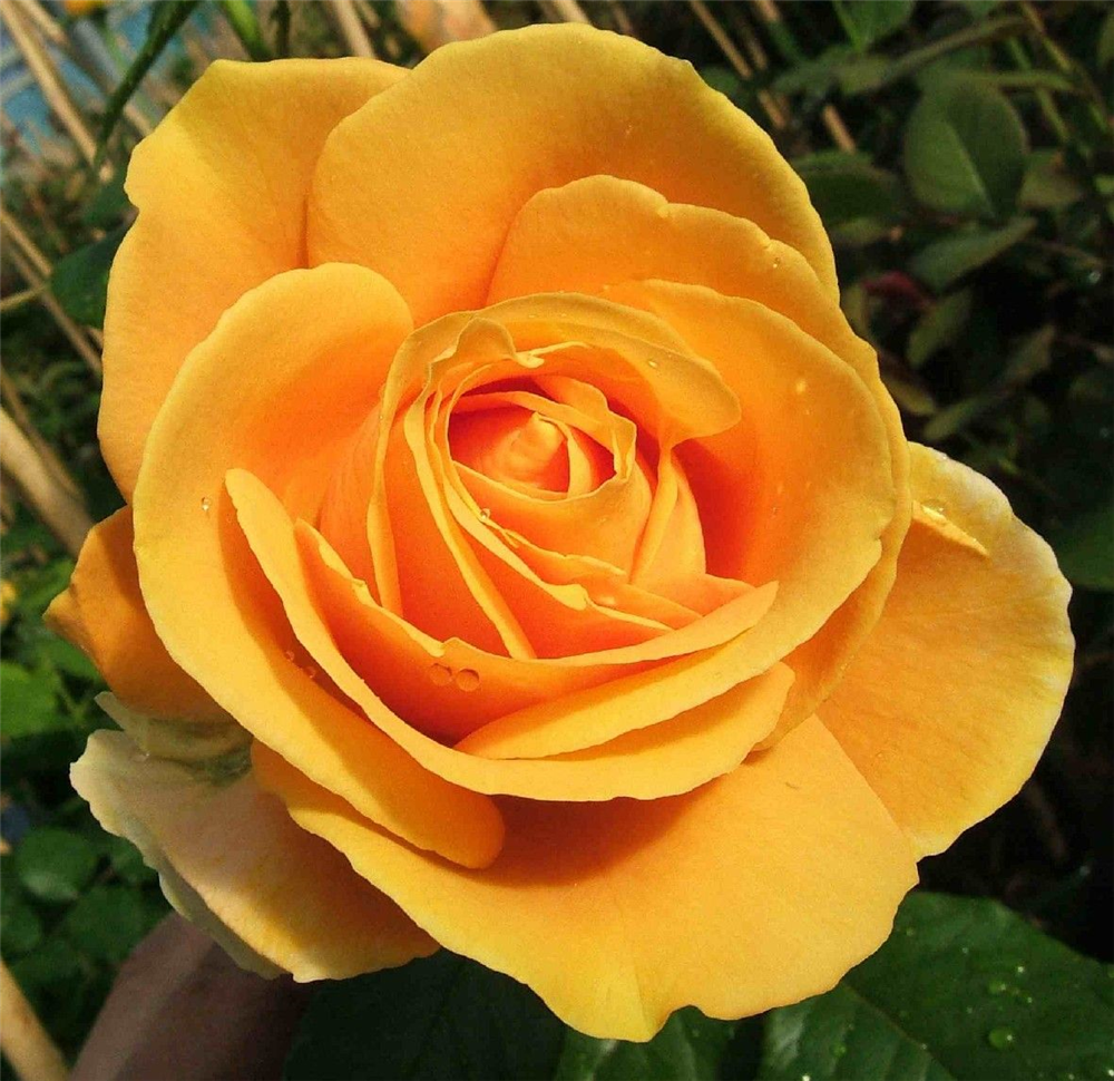 Edelrose 'Candlelight'®