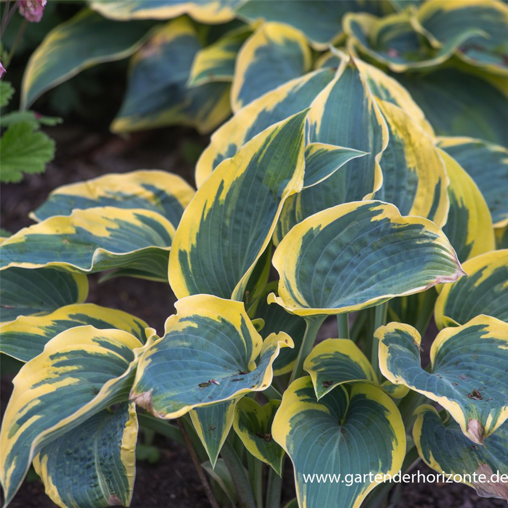 Hosta x tardiana 'First Frost'