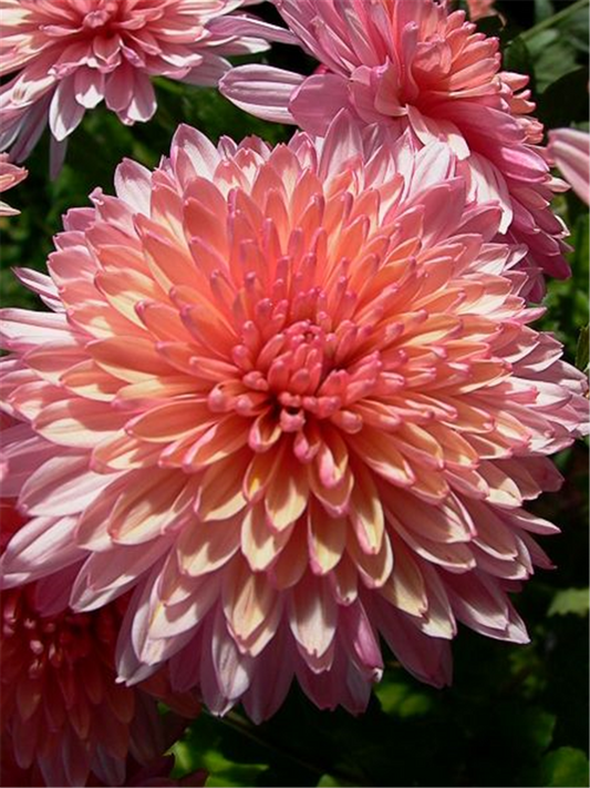 Chrysanthemum x hort.'Orchid Helen'