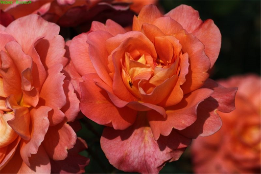 Strauchrose 'Westerland'®