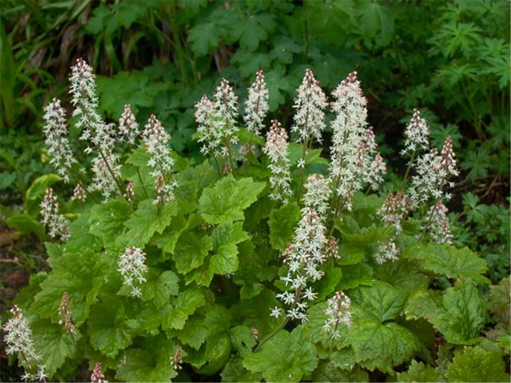Herzblättrige Schaumblüte