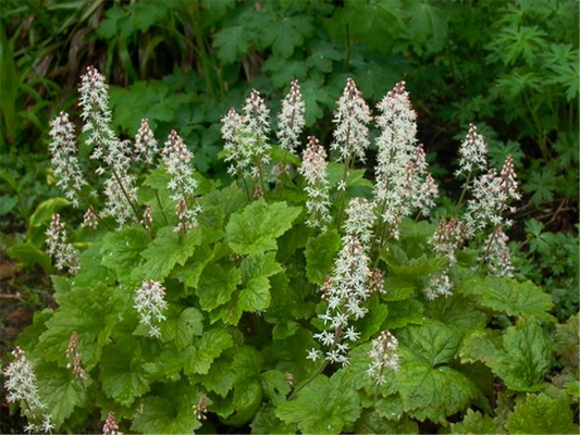 Herzblättrige Schaumblüte