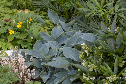 Hosta x tardiana 'Halcyon'