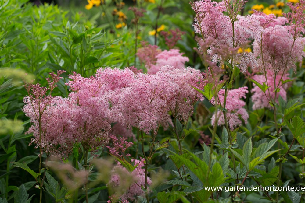 Garten-Mädesüß 'Venusta'