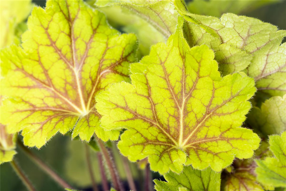 Garten-Purpurglöckchen 'Electra'®