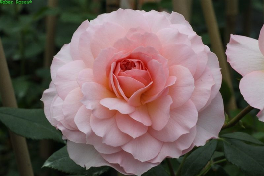 Strauchrose 'Schloss Eutin'®