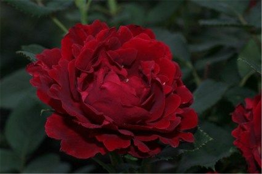 Beetrose 'Heinz Winkler'®