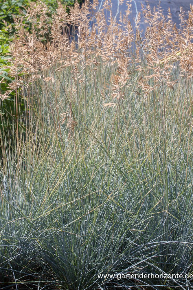 Blau-Schwingel