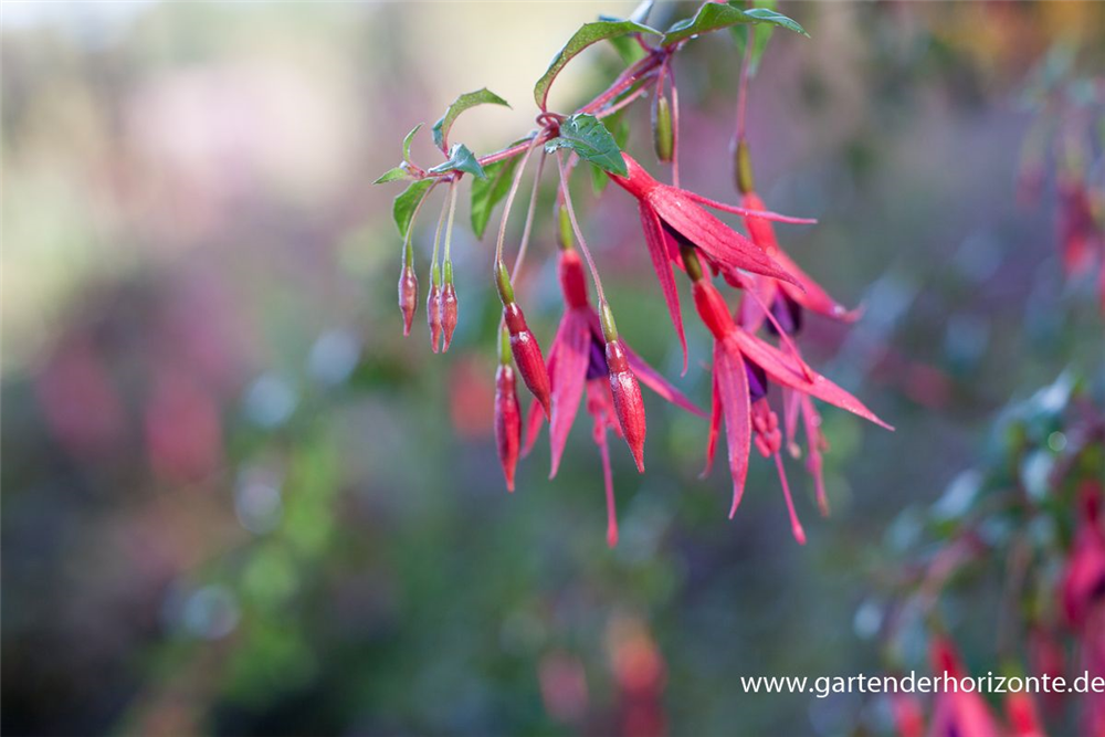 Garten-Fuchsie