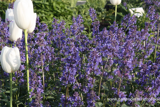 Großblütige Katzenminze 'Zinsers Giant'