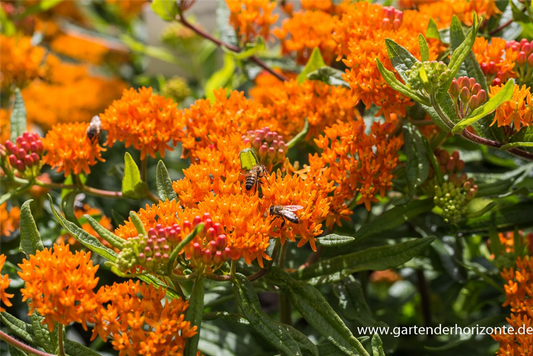 Knollige Seidenpflanze