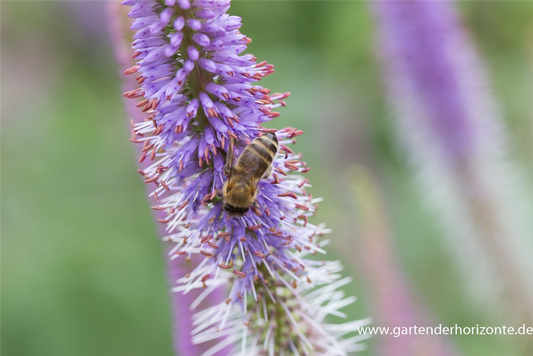 Garten-Kandelaberehrenpreis 'Fascination'