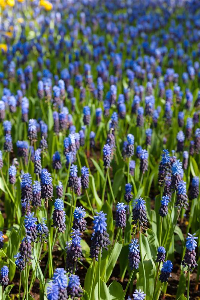 Breitblättrige Traubenhyazinthe - 10 Blumenzwiebeln