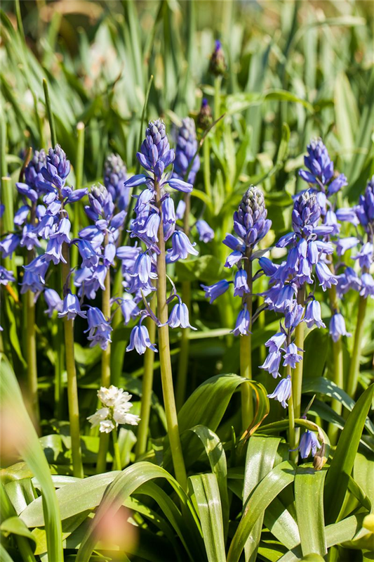 Spanisches Hasenglöckchen 'Blue Sky' - 10 Blumenzwiebeln