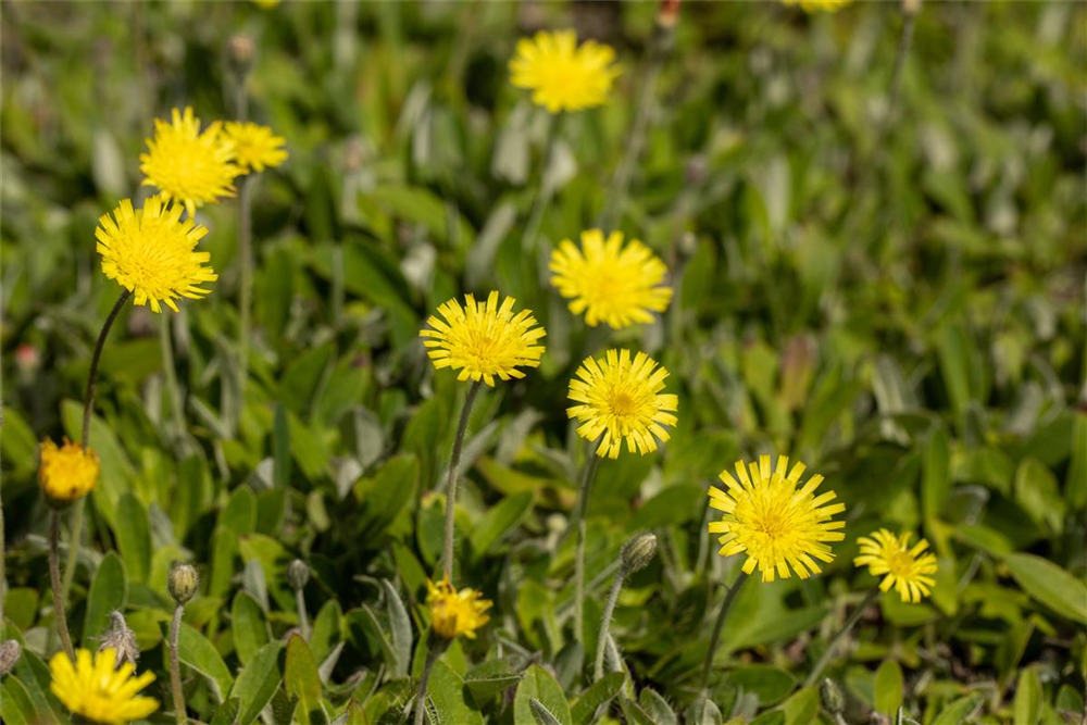 Hieracium pilosella