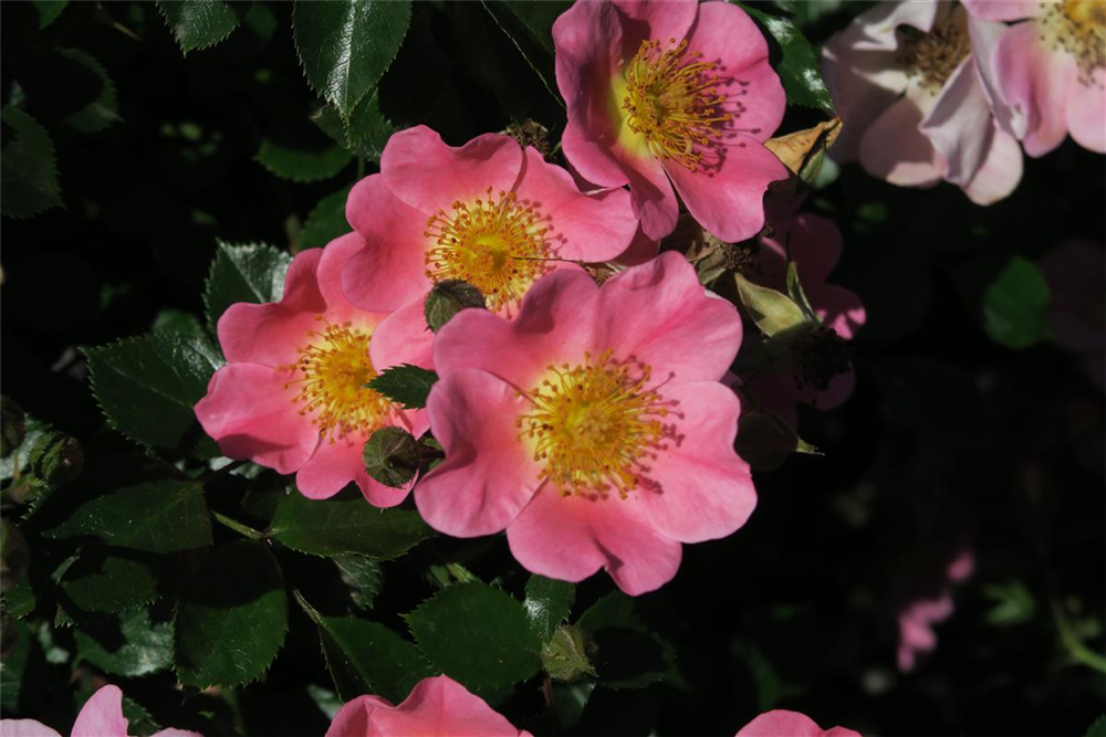 Bodendeckerrose 'Topolina'®