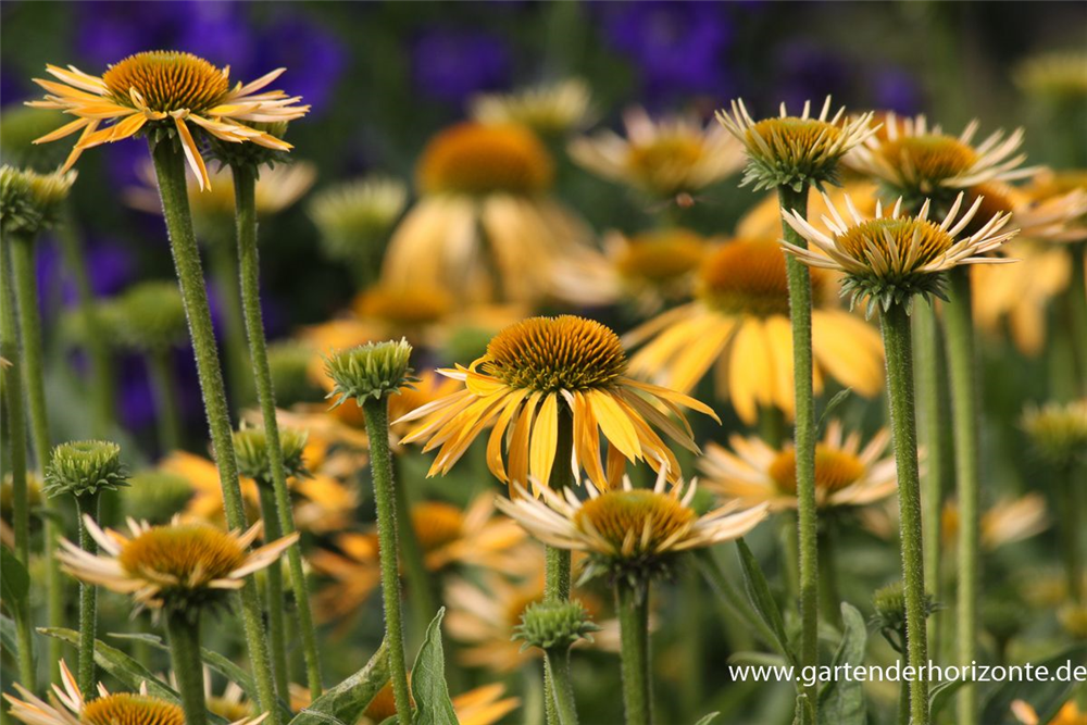 Garten-Scheinsonnenhut 'Harvest Moon'