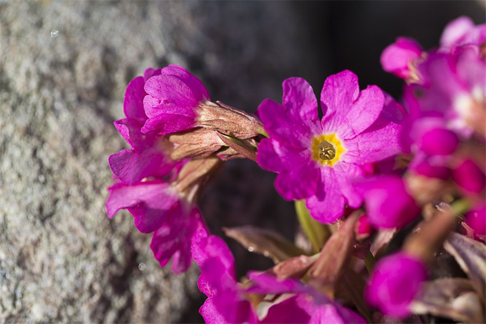 Garten-Rosen-Schlüsselblume 'Gigas'