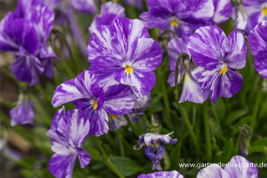 Horn-Veilchen 'Columbine'