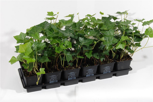 Hedera helix Hibernica, 12er Set