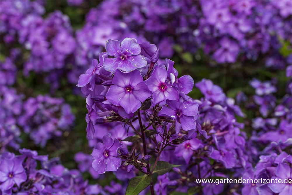 Hohe Garten-Flammenblume 'Blue Paradise'