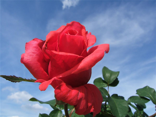 Beetrose 'Duftwolke'®