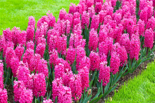 Hyazinthe 'Jan Bos' - 5 Blumenzwiebeln