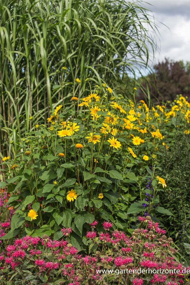 Garten-Stauden-Sonnenblume 'Meteor'