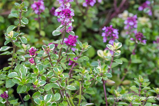 Zitronen-Thymian 'Foxley'